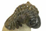 Detailed Reedops Trilobite - Atchana, Morocco #271912-3